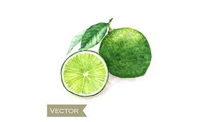 Water painting green lemons vector material