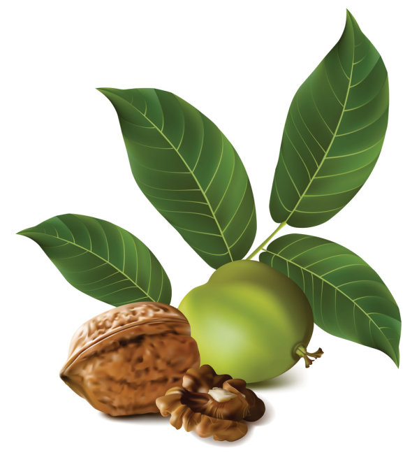 Realistic green walnut 02 - vector