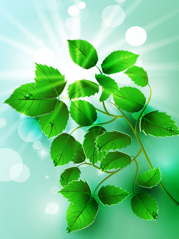 Beautiful light green leaves vector 