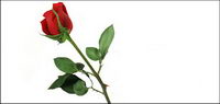 A red rose picture material