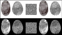 Fingerprint vector material -2