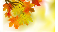 Beautiful Maple Leaf Background 01 - Vector