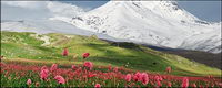 Snow-capped mountains of flowers picture material