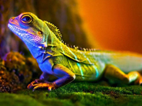 40 amazing appreciation of the macro photography